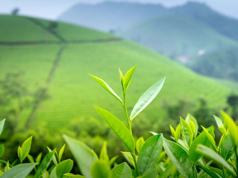 限定のお茶のご案内イメージ