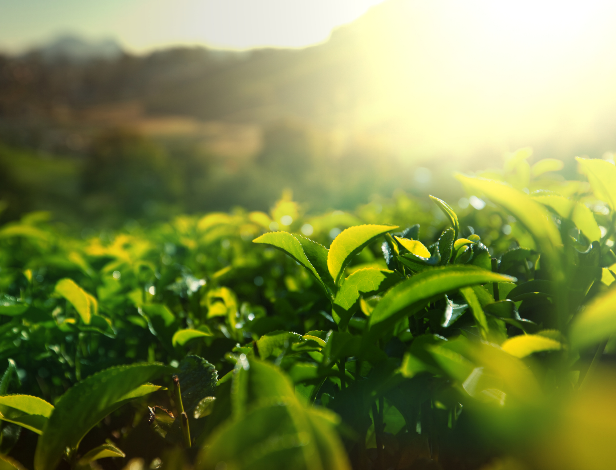 季節のお茶・新茶の贈り物イメージ